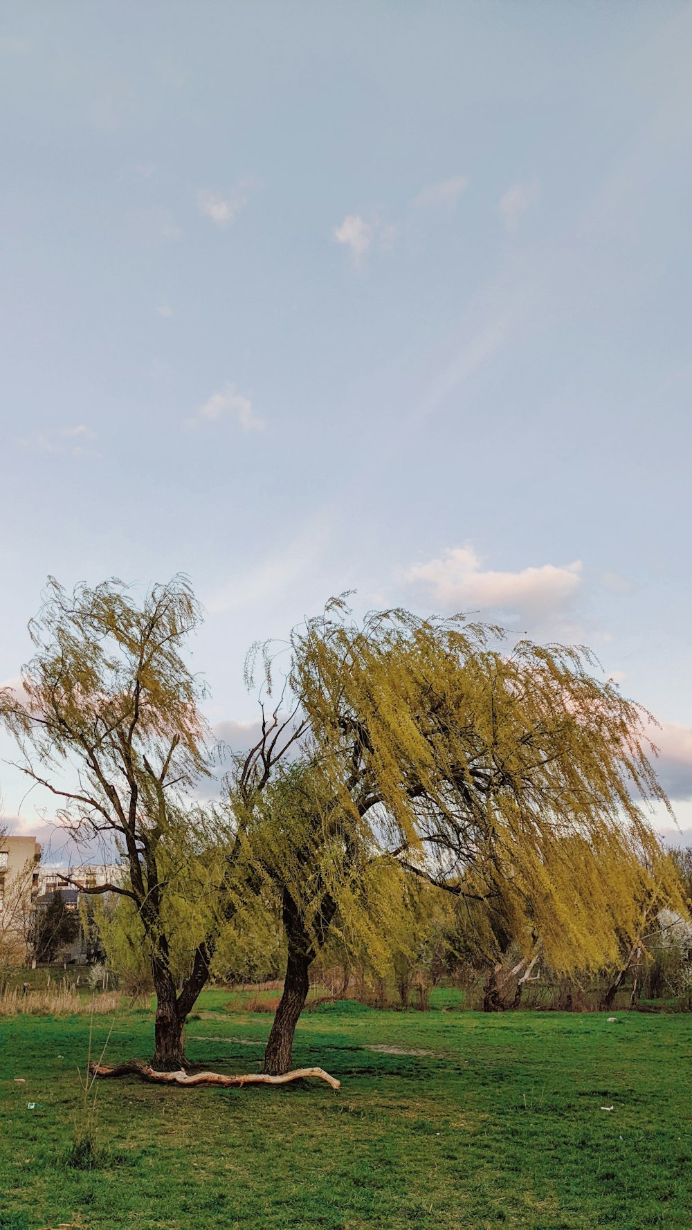 a group of trees in a field