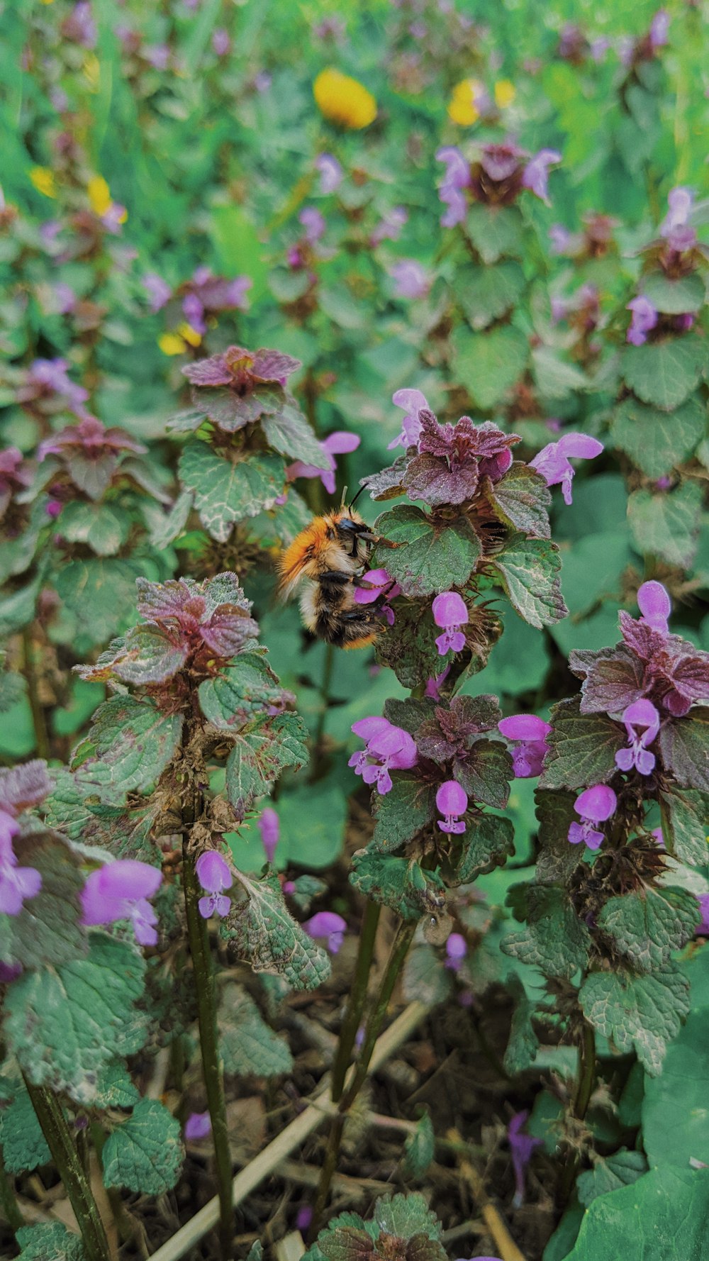 a butterfly on a flower