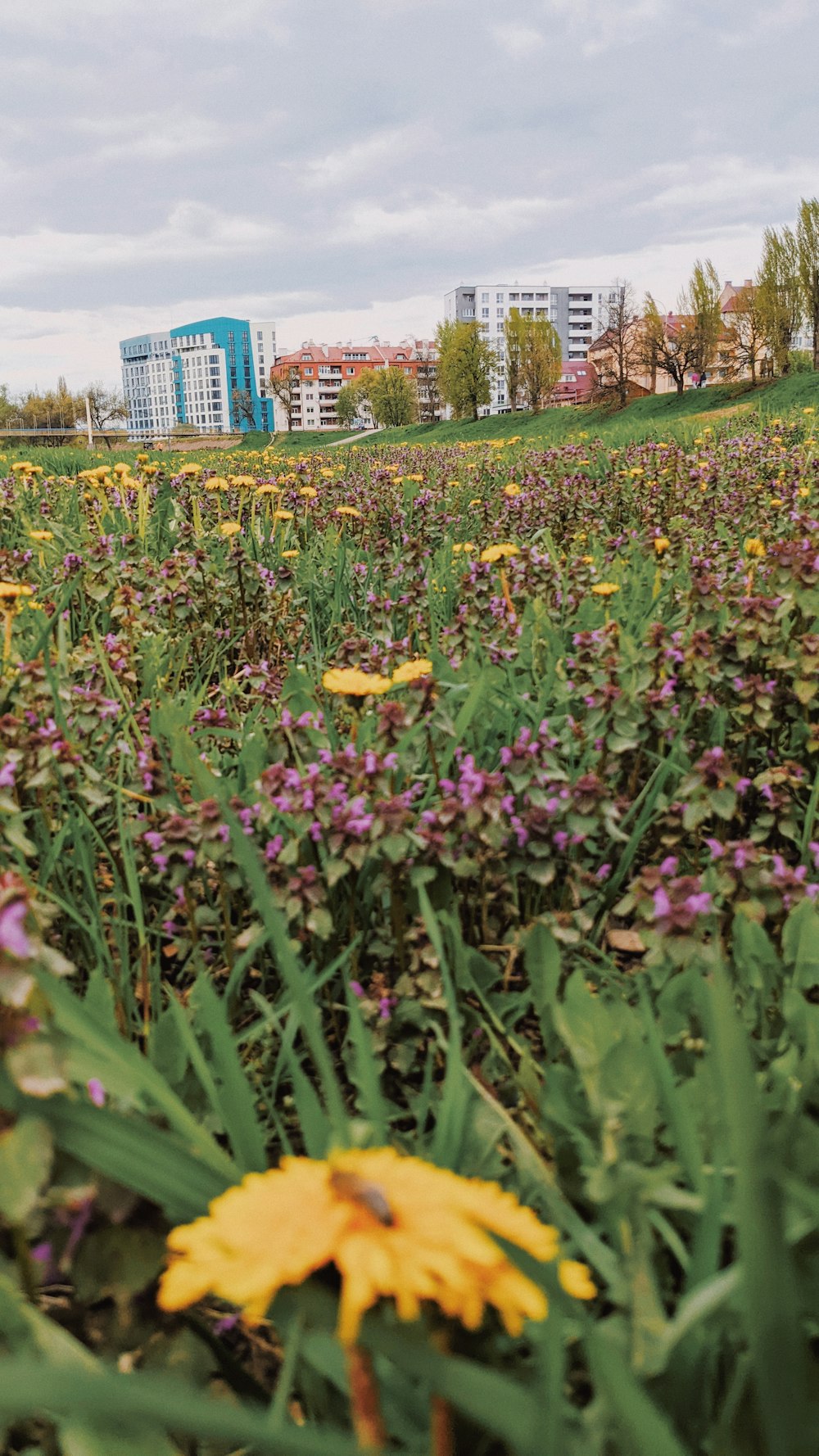 a field of flowers