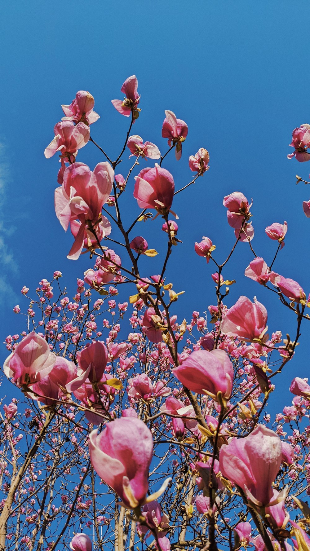 a tree with pink flowers