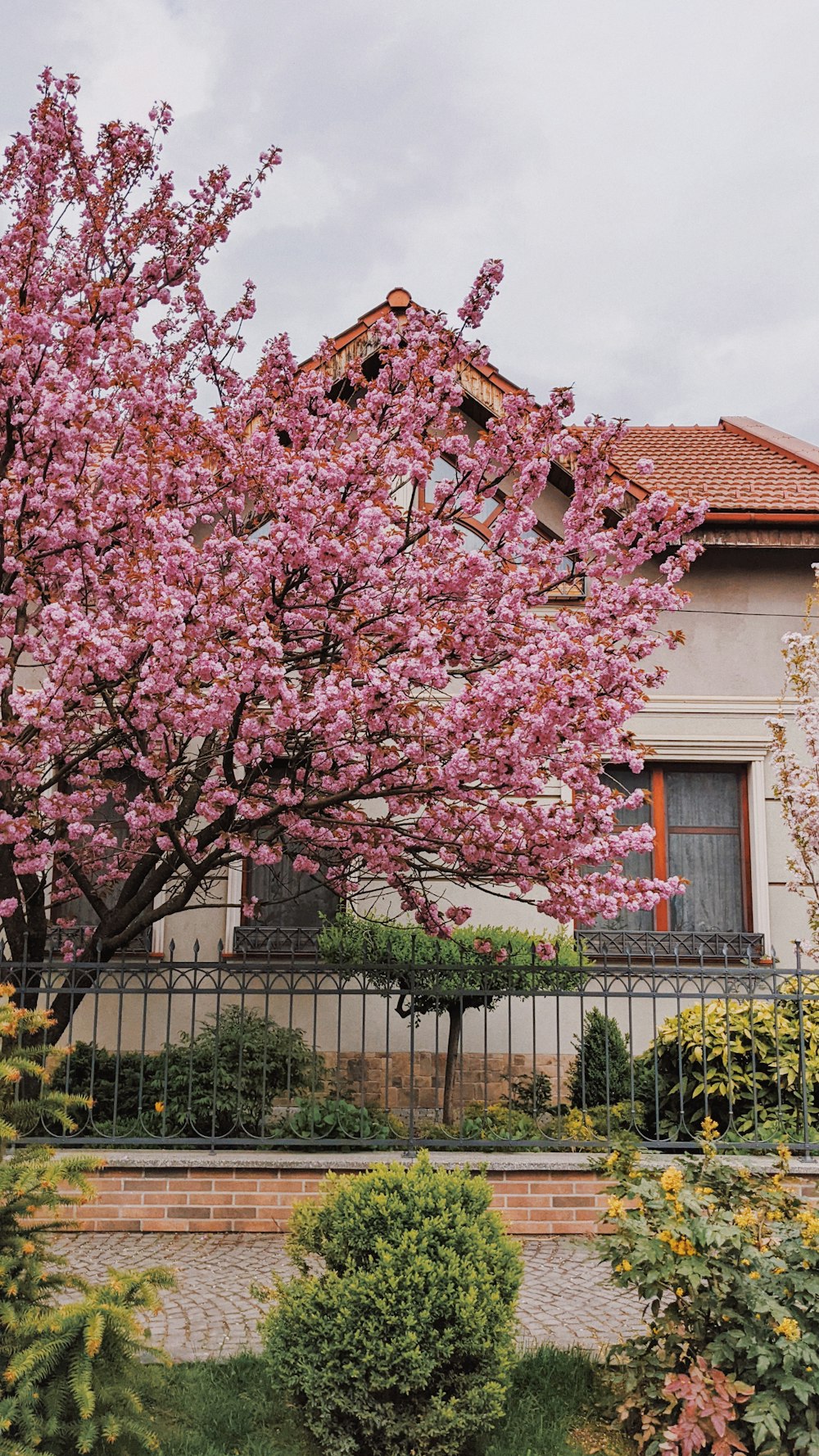 家の前にピンクの花が咲く木