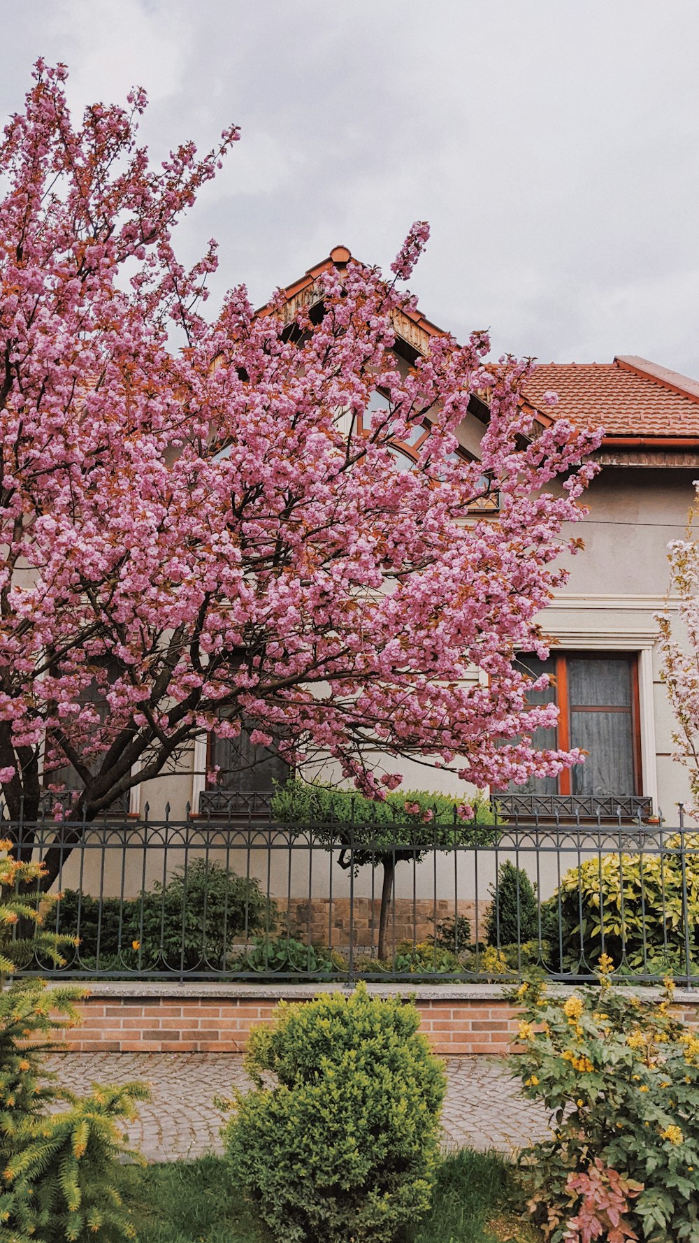 a tree with pink flowers in front of a house