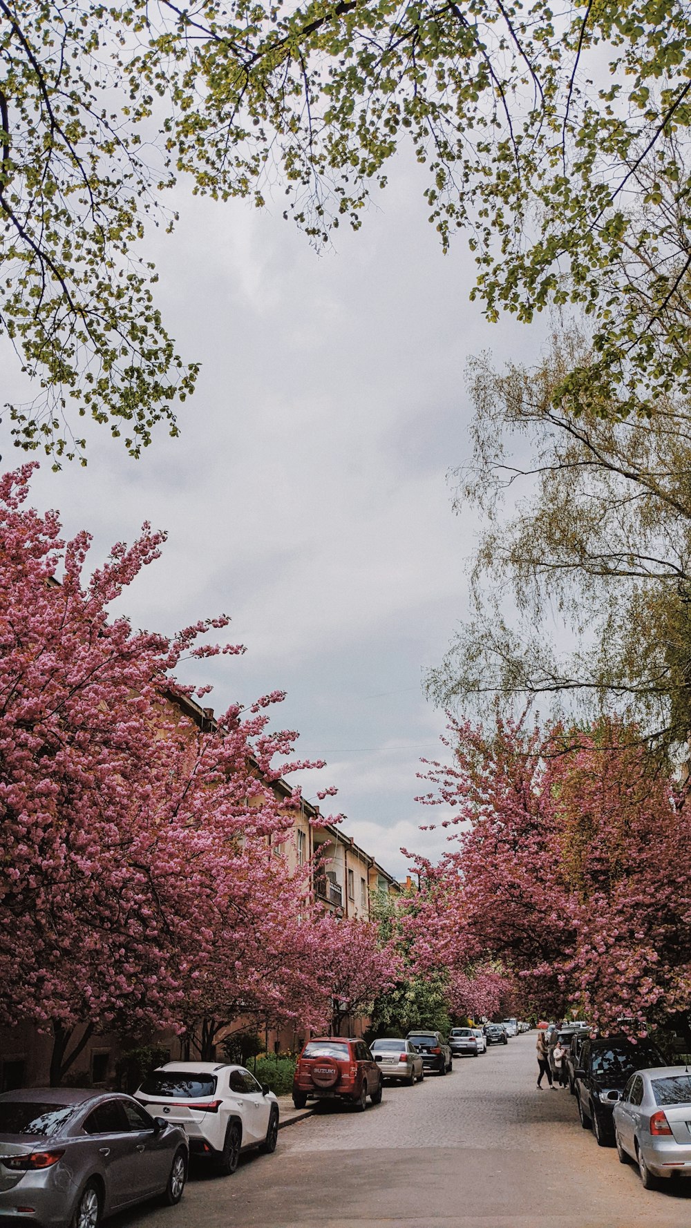 a street with cars and trees on the side