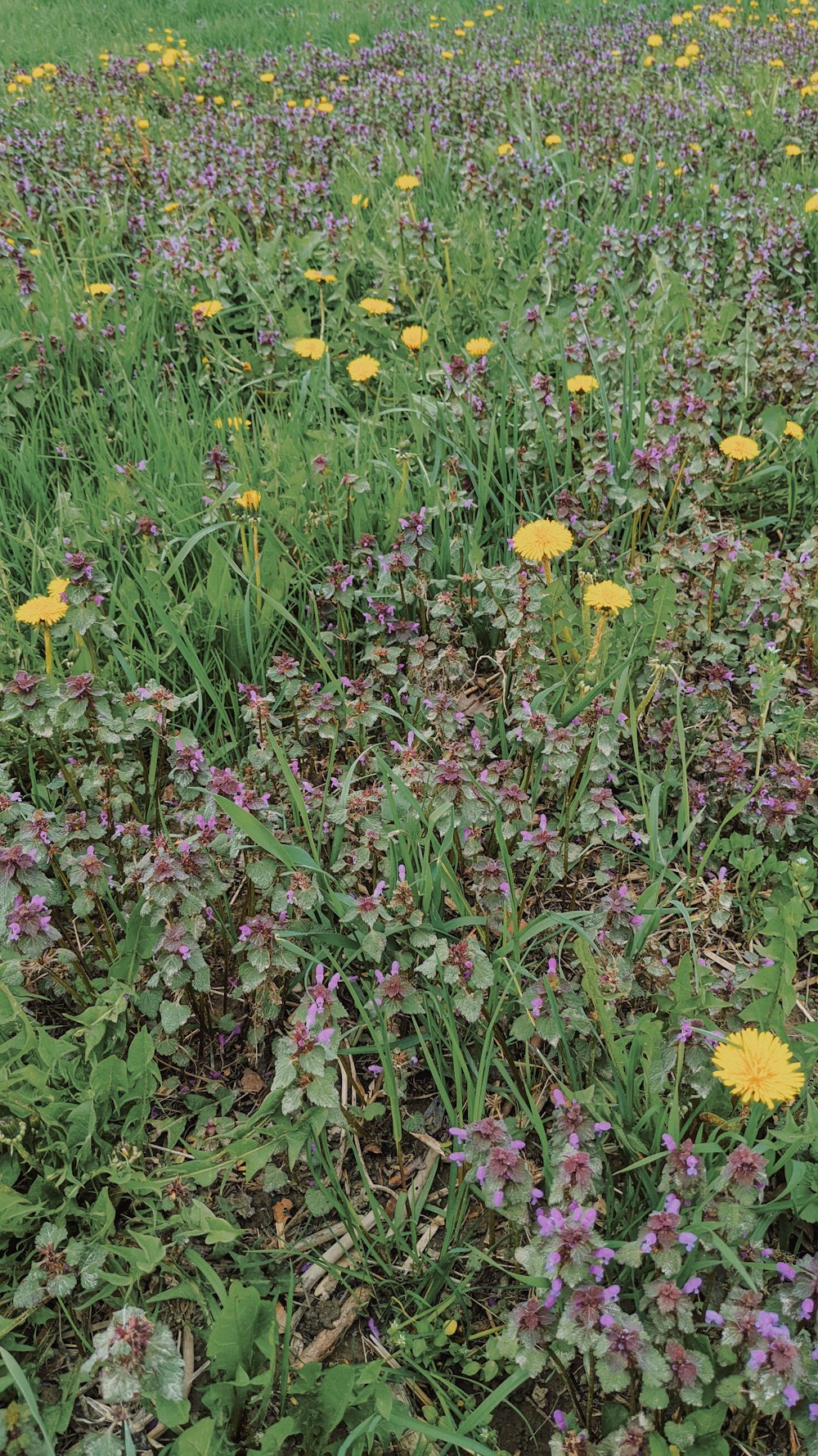 um campo de flores