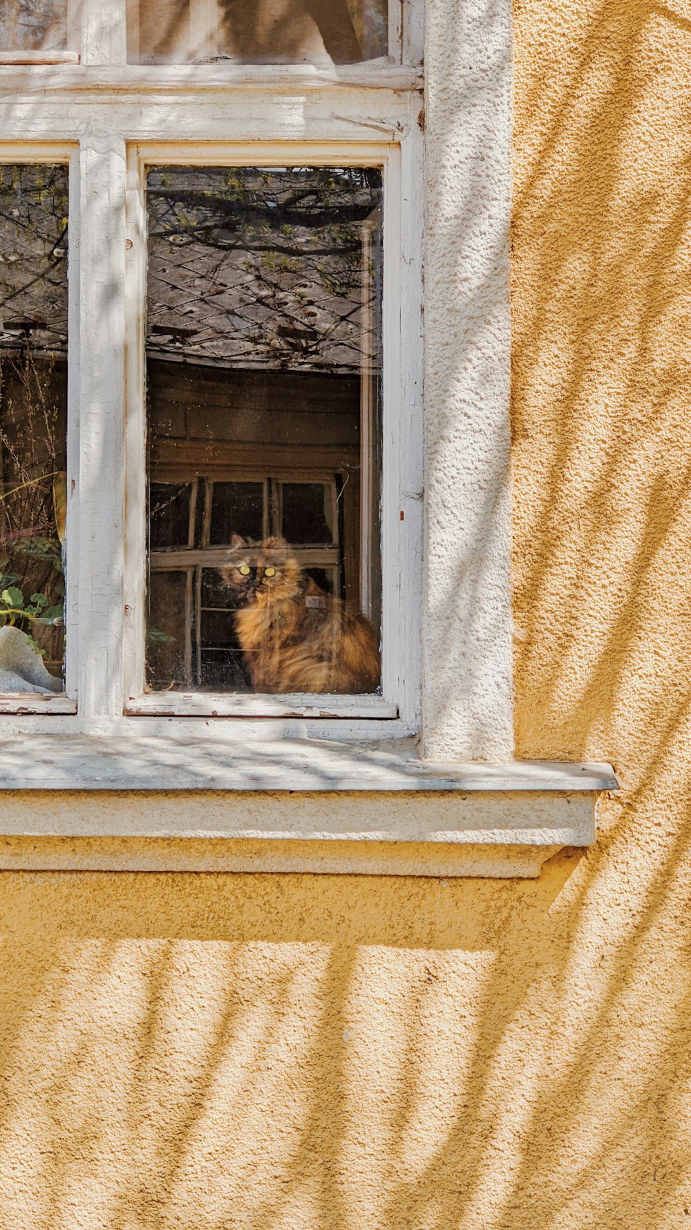 a cat sits in a window