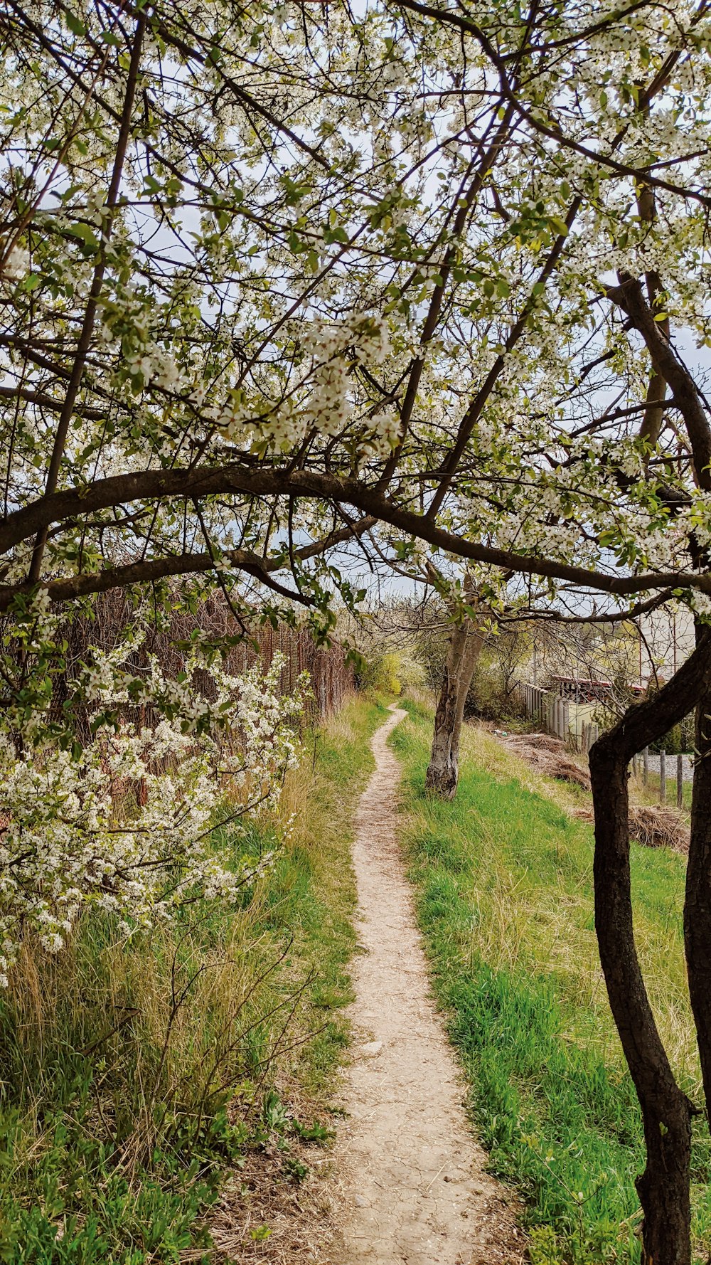 a dirt path through a field with trees on either side of it