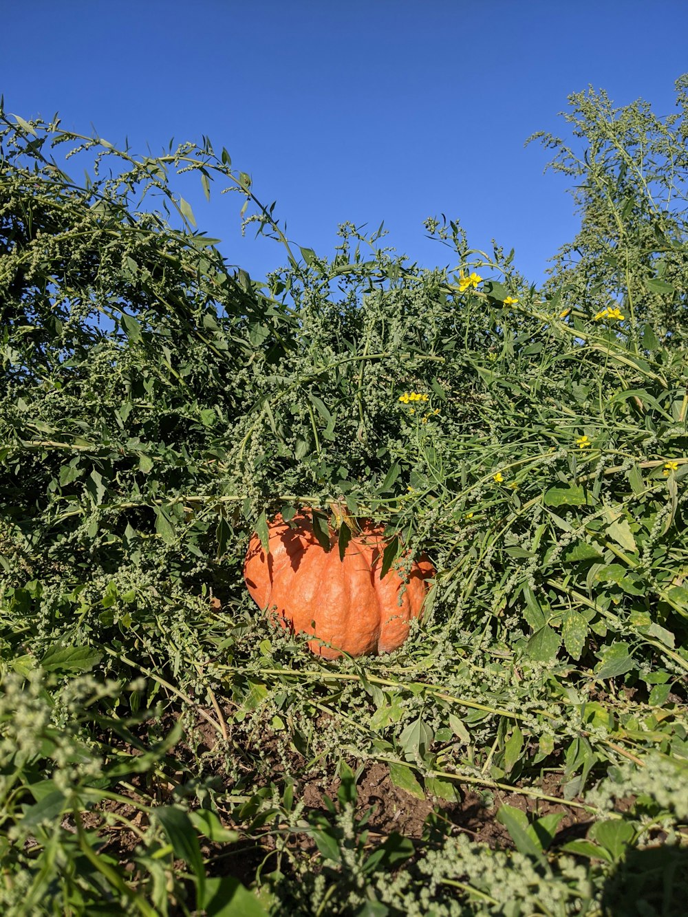 a pumpkin in a field