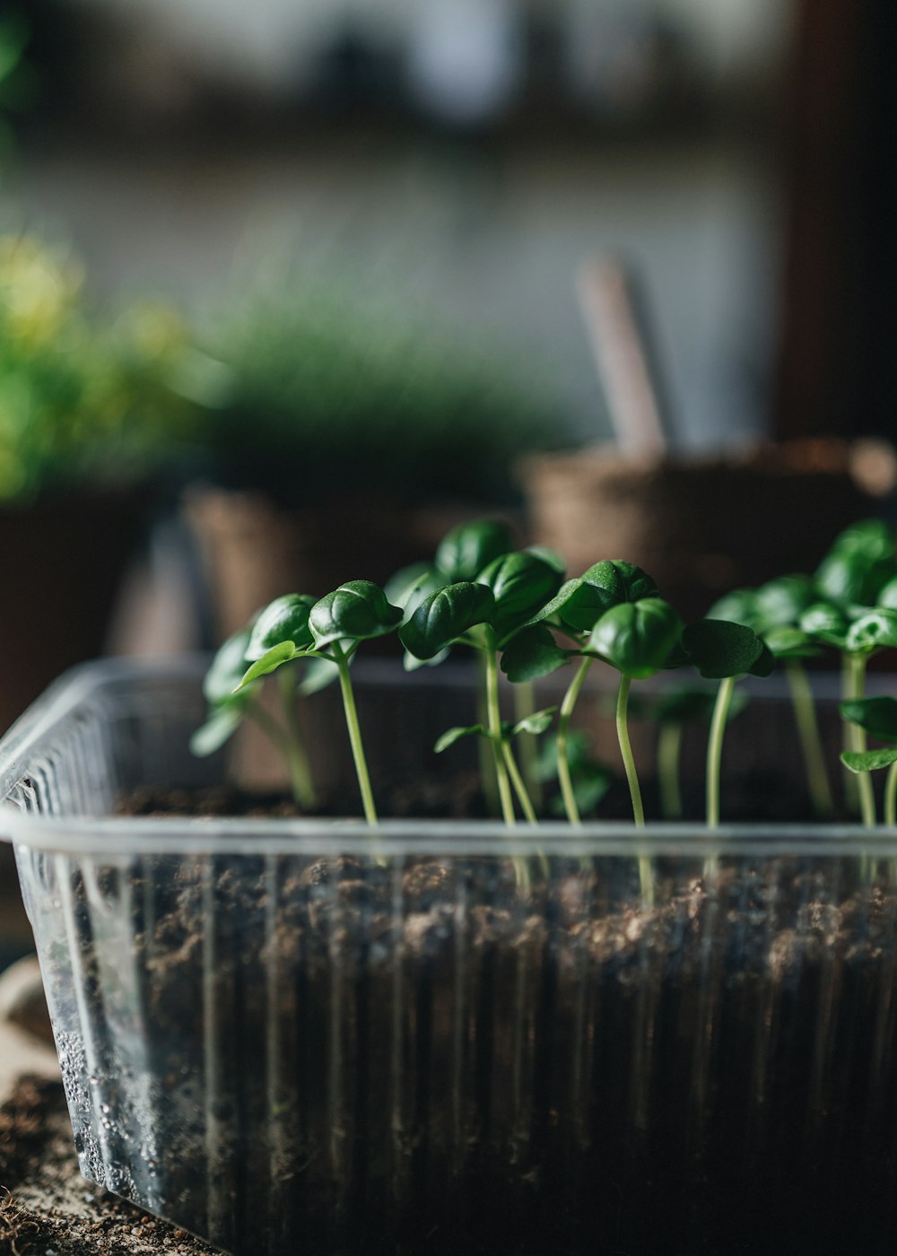 a plant in a pot