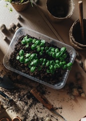 A close-up view of a plastic container filled with soil and sprouting basil plants. Surrounding the container are gardening tools, pots, and scattered soil on a wooden surface, suggesting a scene of planting or gardening.