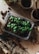 A close-up view of a plastic container filled with soil and sprouting basil plants. Surrounding the container are gardening tools, pots, and scattered soil on a wooden surface, suggesting a scene of planting or gardening.