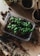 A close-up view of a plastic container filled with soil and sprouting basil plants. Surrounding the container are gardening tools, pots, and scattered soil on a wooden surface, suggesting a scene of planting or gardening.