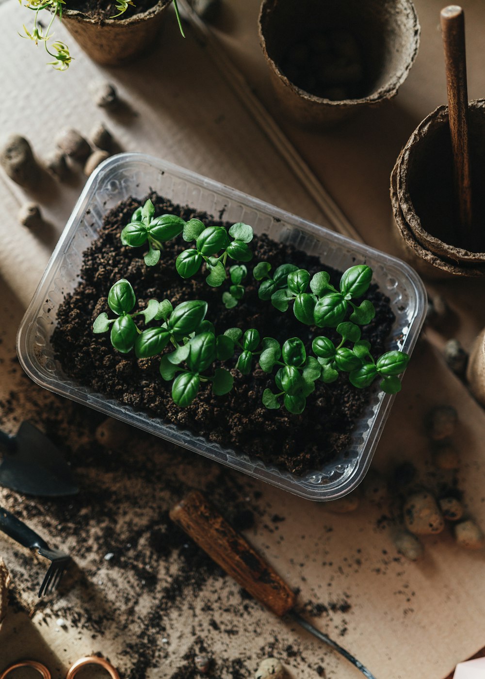 a pot of green beans