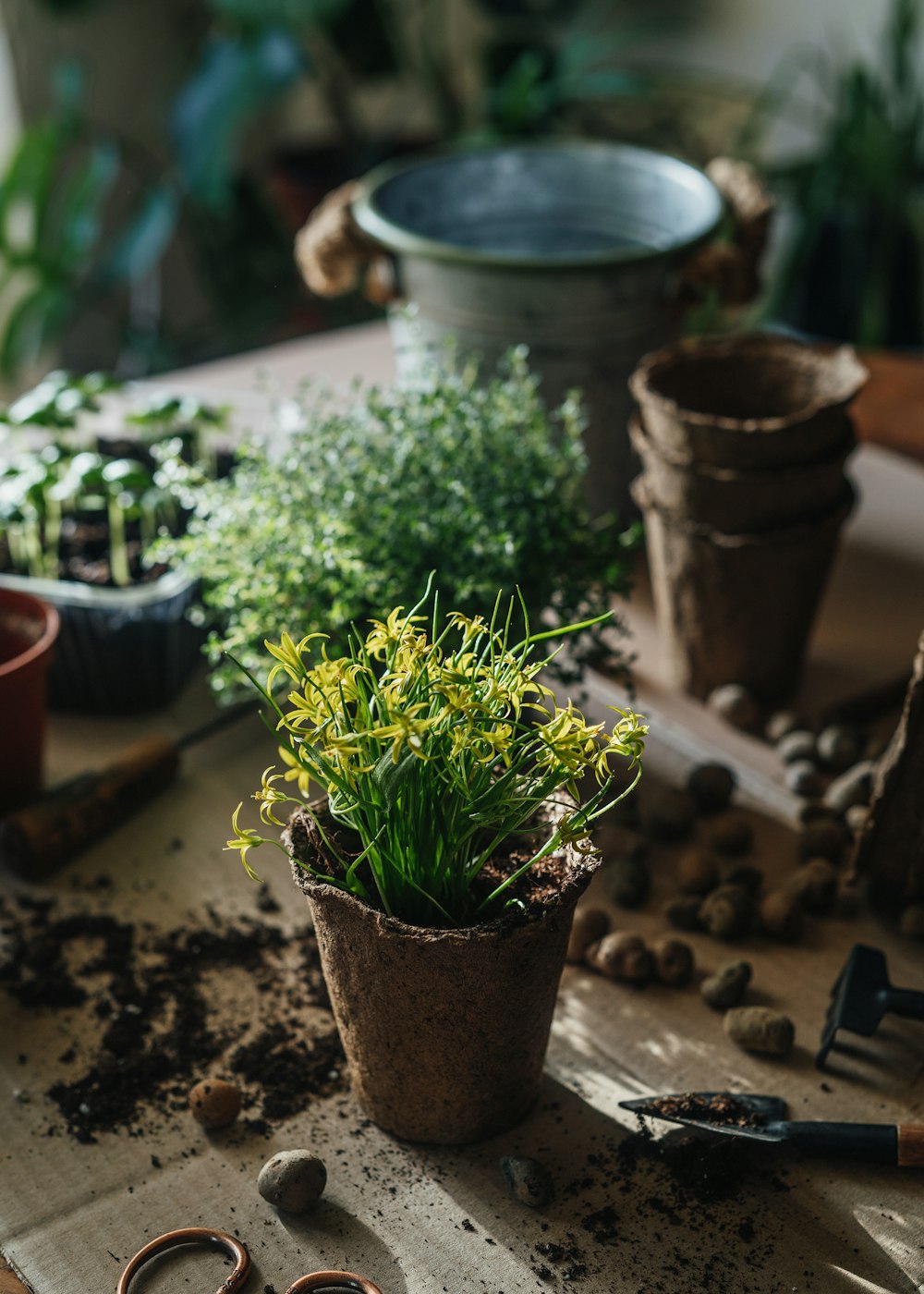 a group of potted plants