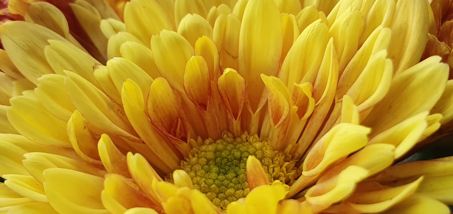 a close up of a flower