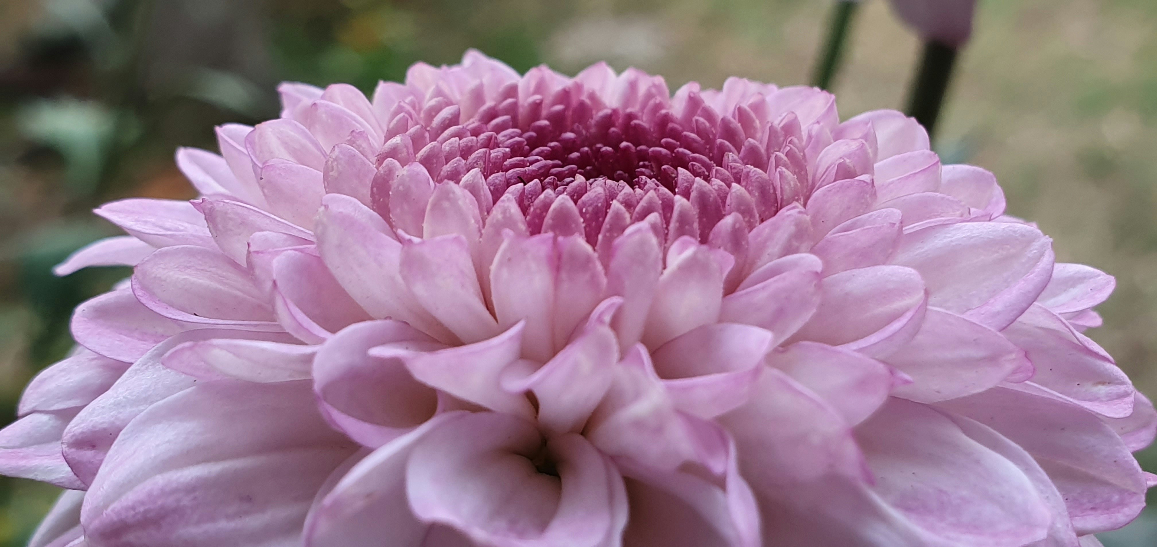 a close up of a flower