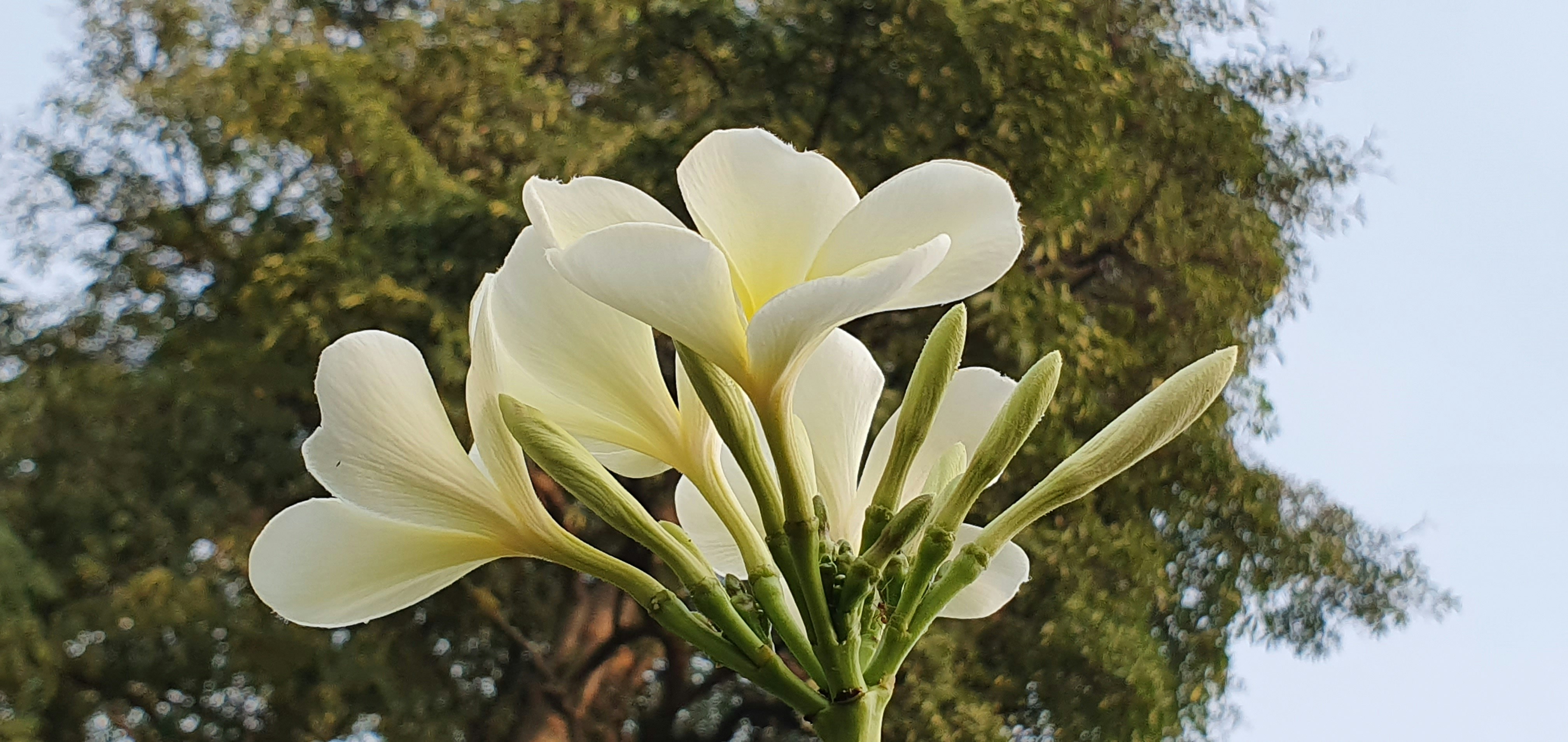 a close up of a flower