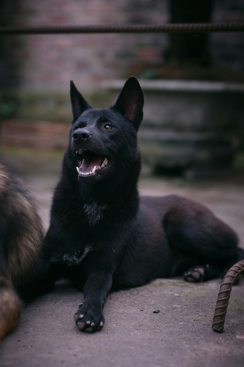 a dog lying on the ground