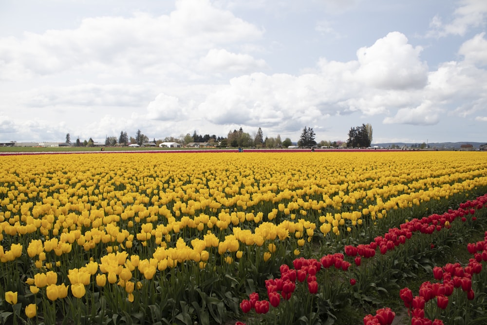 a field of colorful flowers