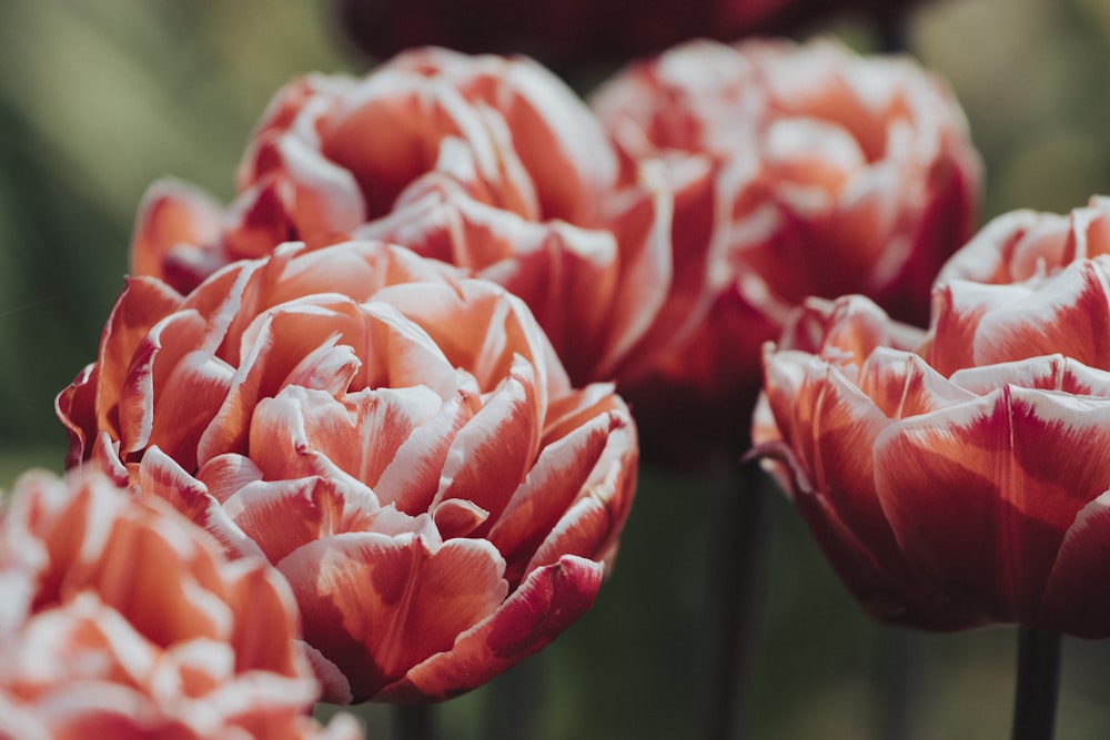 close up of a flower