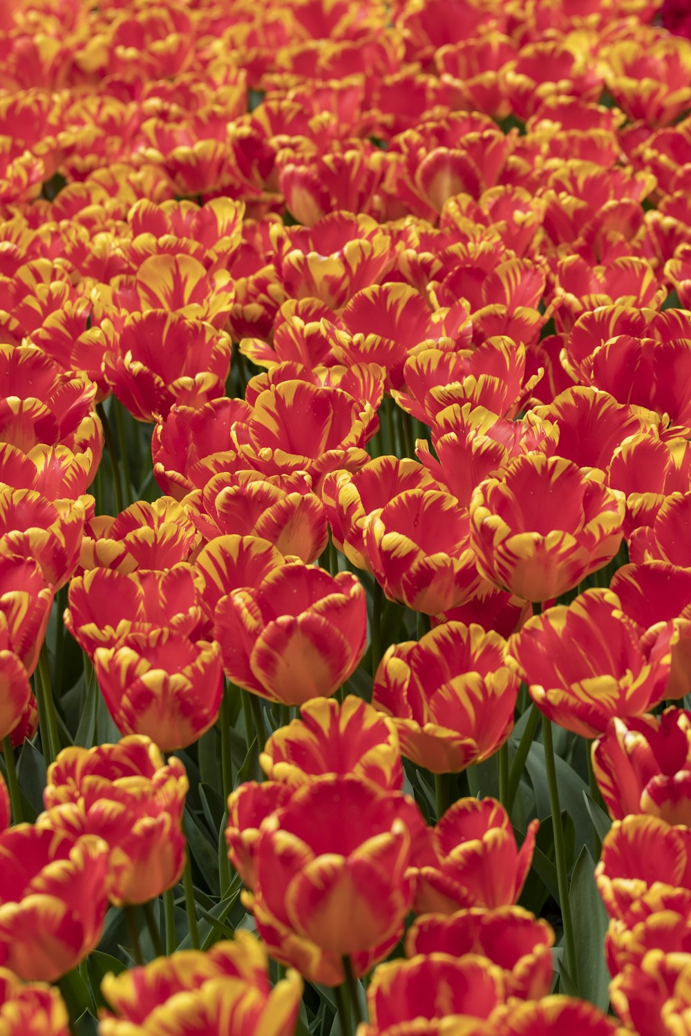 a field of red flowers