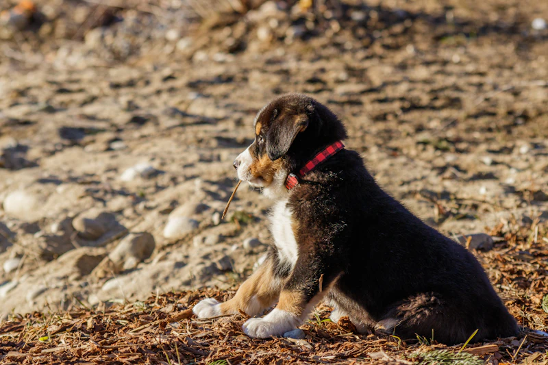 Heidi, ein Berner-Sennenhund-Welpe mit rotem Halsband, sitzt auf sonnigem Boden