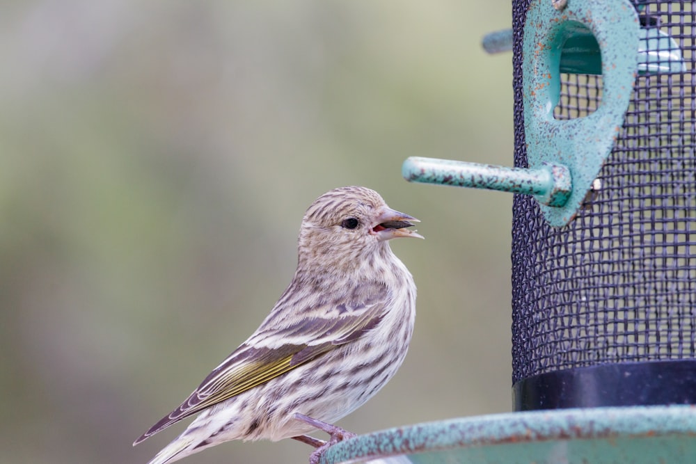 a bird sitting on a bird feeder