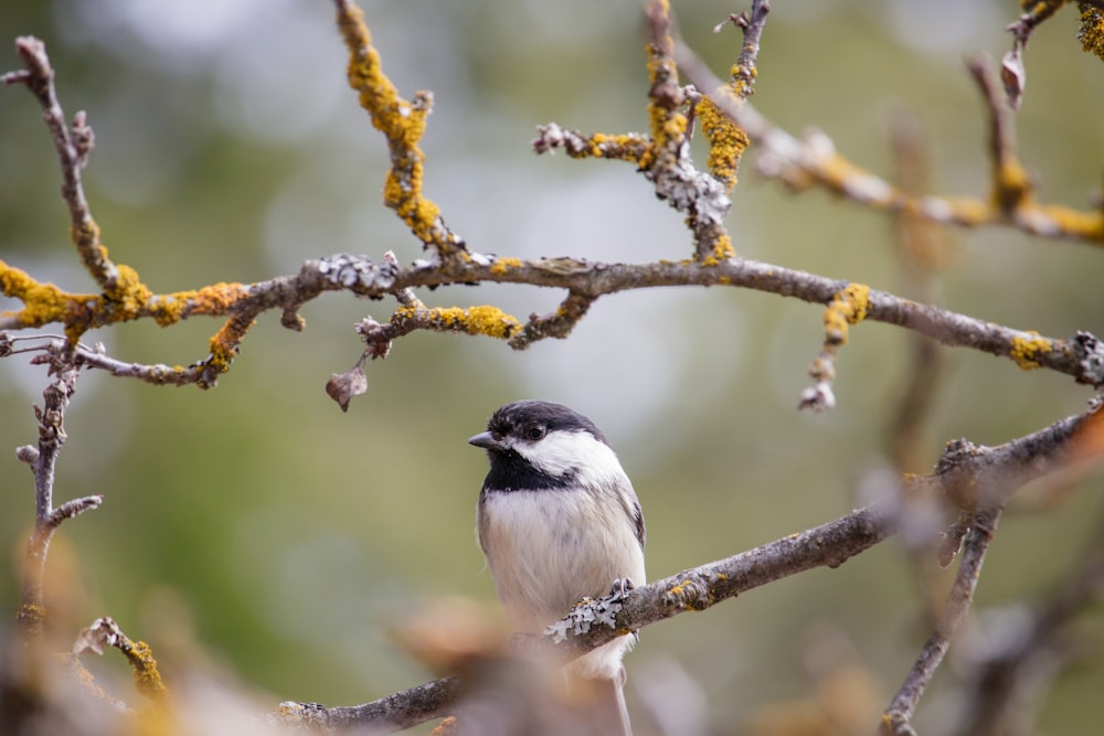 a small bird sits on a branch