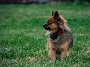 a dog standing in a grassy area