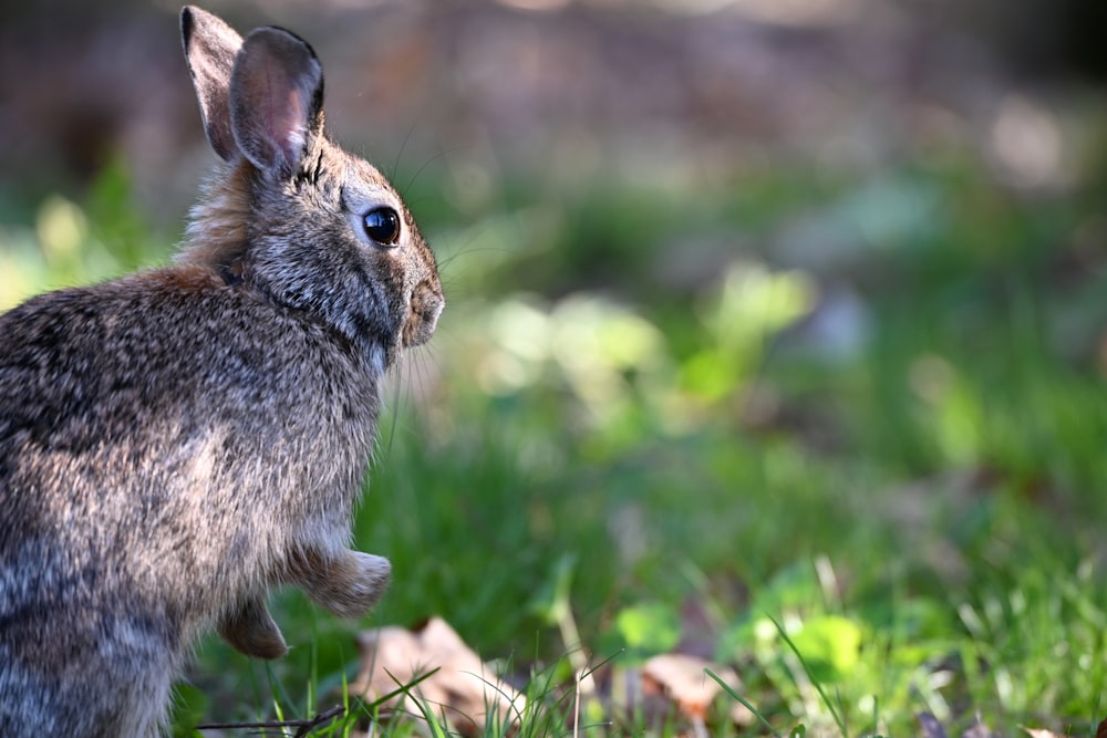 a rabbit in the grass