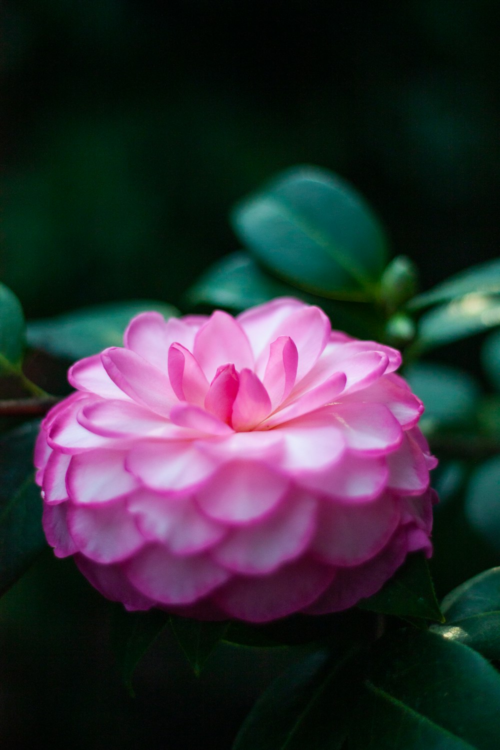 a pink flower with green leaves