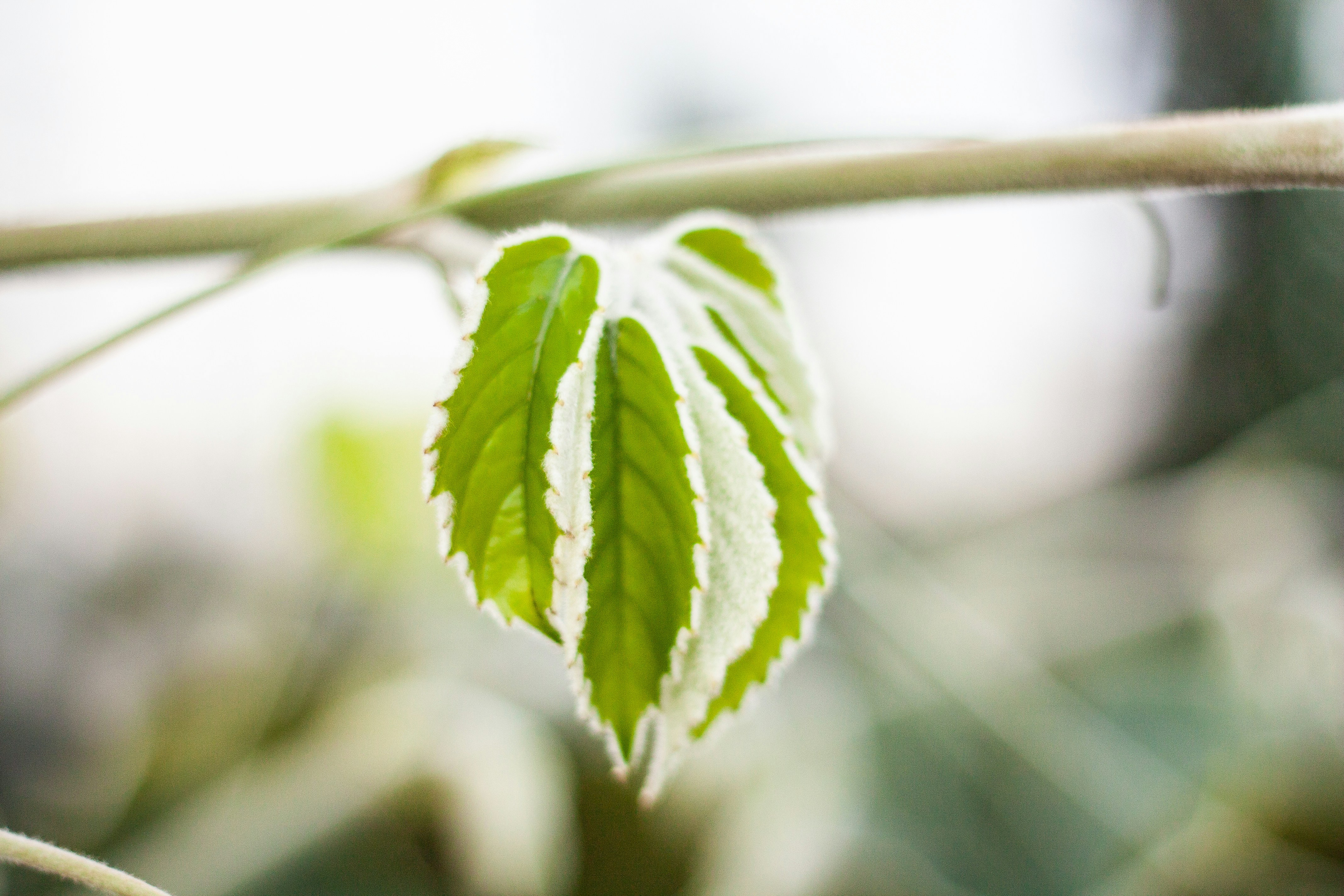 Photo by lydiakphotography