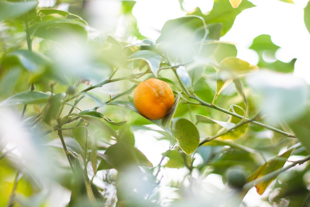 an orange on a tree