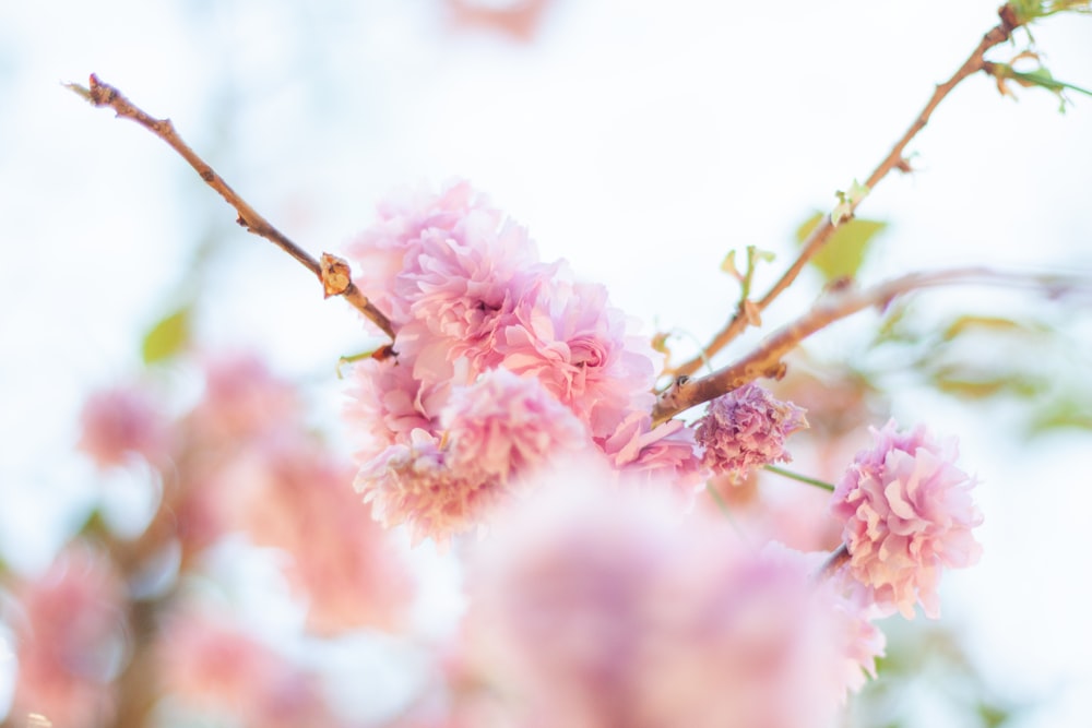 close up of pink flowers