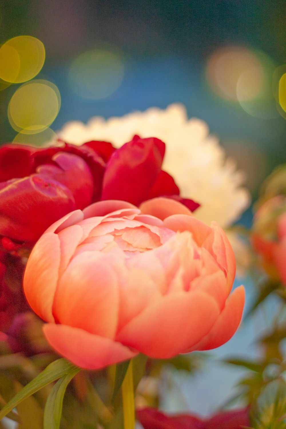 a close up of a flower