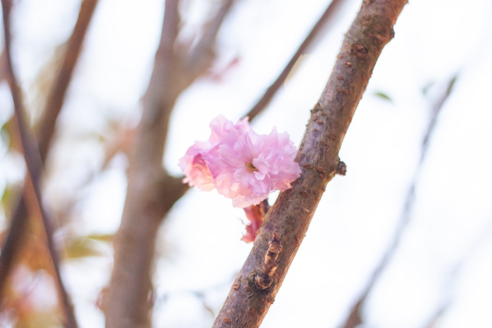 a pink flower on a tree branch