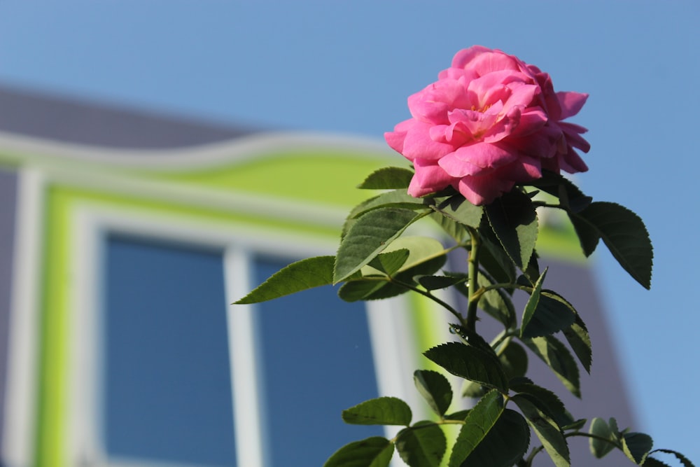 a pink rose on a plant