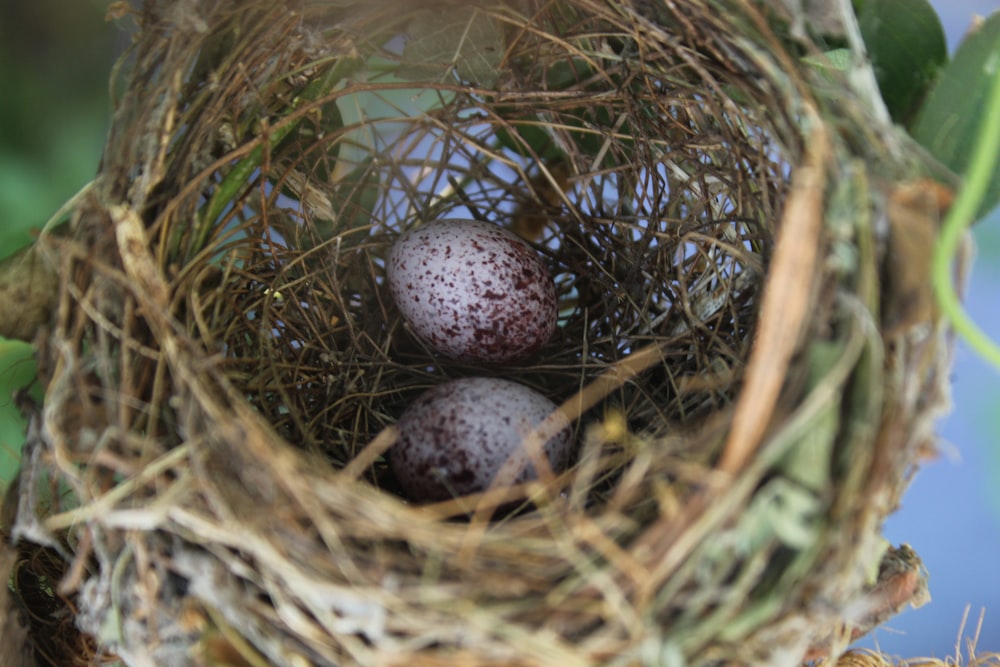 a bird's nest with eggs