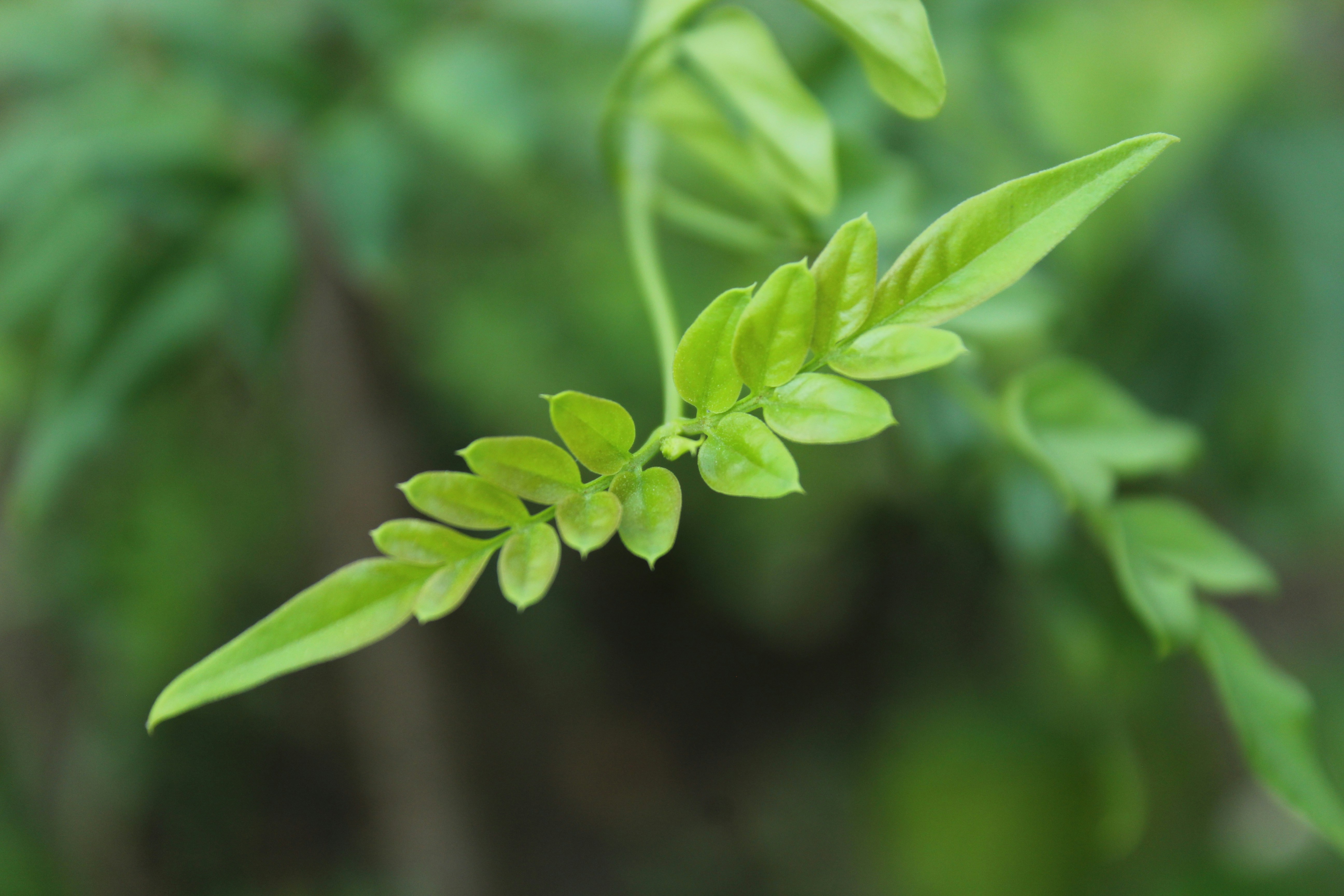 Photo by muruganandham23