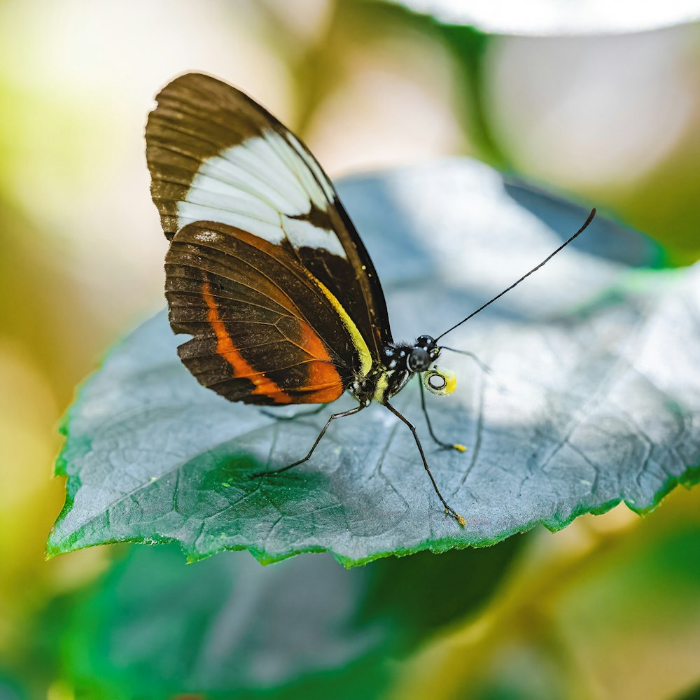 a butterfly on a leaf