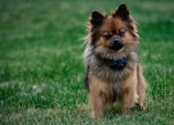 A small, fluffy dog with reddish-brown and black fur stands alert in a grassy area. The dog has an expressive face, with pointy ears and a bushy tail. It appears to be wearing a collar with a small black device attached to it.