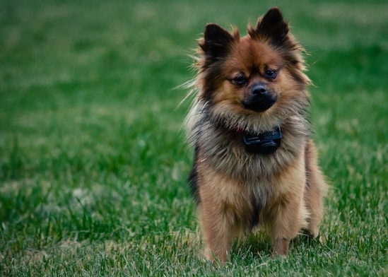 A small, fluffy dog with reddish-brown and black fur stands alert in a grassy area. The dog has an expressive face, with pointy ears and a bushy tail. It appears to be wearing a collar with a small black device attached to it.