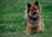 A small, fluffy dog with reddish-brown and black fur stands alert in a grassy area. The dog has an expressive face, with pointy ears and a bushy tail. It appears to be wearing a collar with a small black device attached to it.