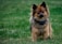 A small, fluffy dog with reddish-brown and black fur stands alert in a grassy area. The dog has an expressive face, with pointy ears and a bushy tail. It appears to be wearing a collar with a small black device attached to it.