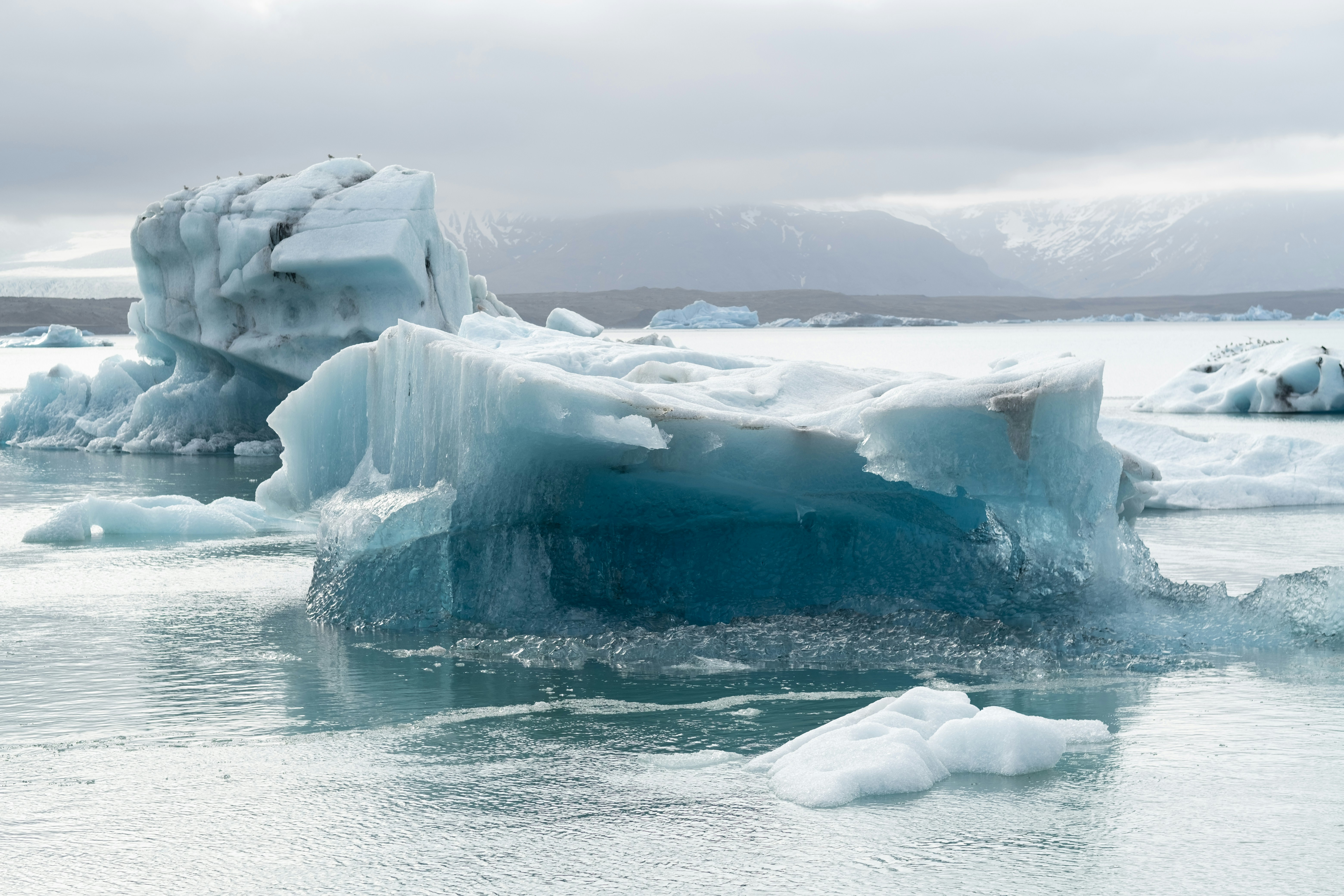 icebergs in the water