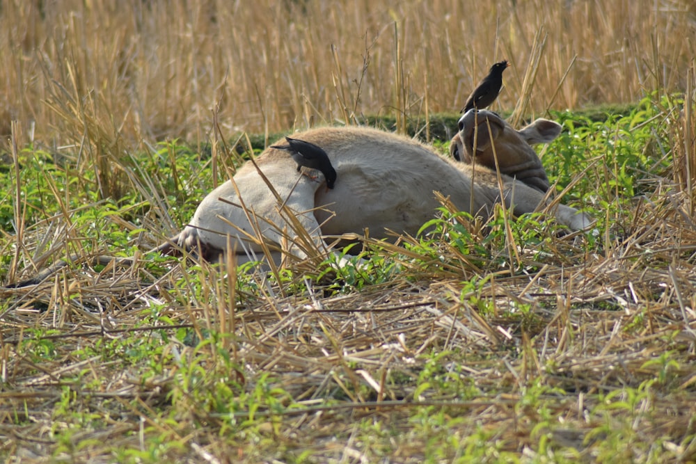 a bird lying on the ground