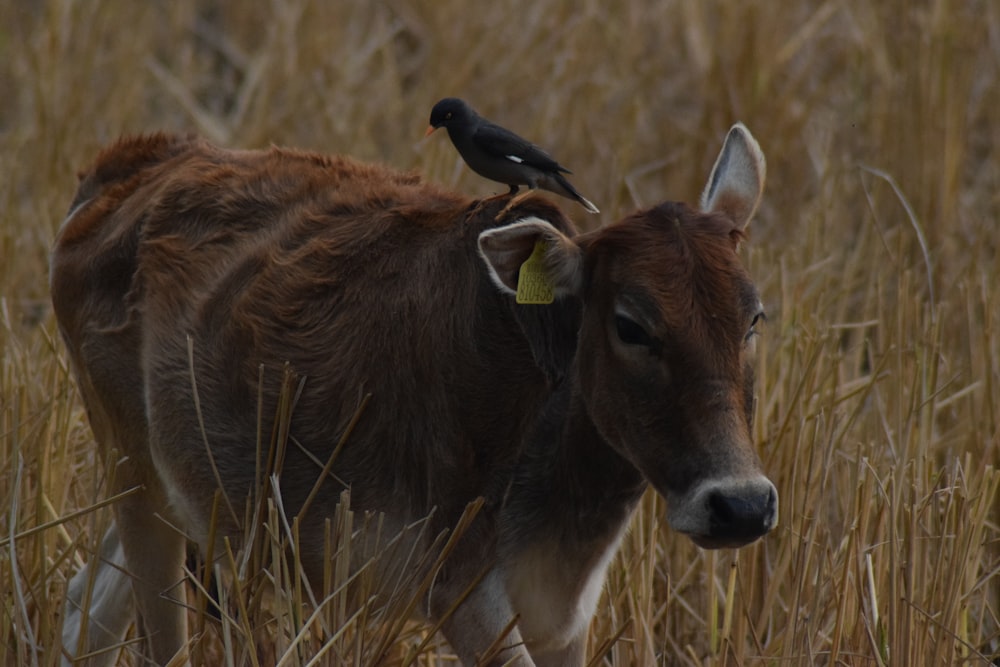 a bird sitting on top of a cow