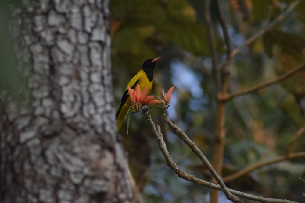 a bird perched on a tree branch