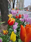 A close-up of tulips blooming in a sunny city park.