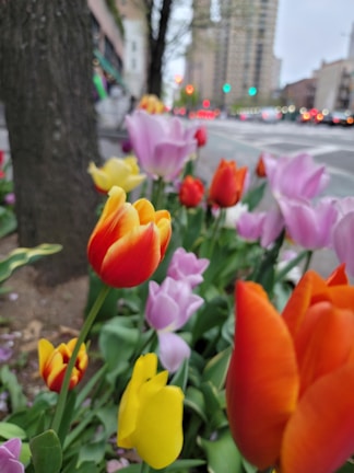 A close-up of tulips blooming in a sunny city park.