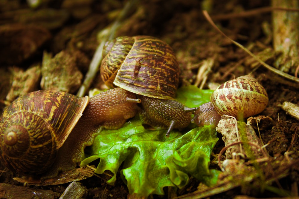 um grupo de caracóis